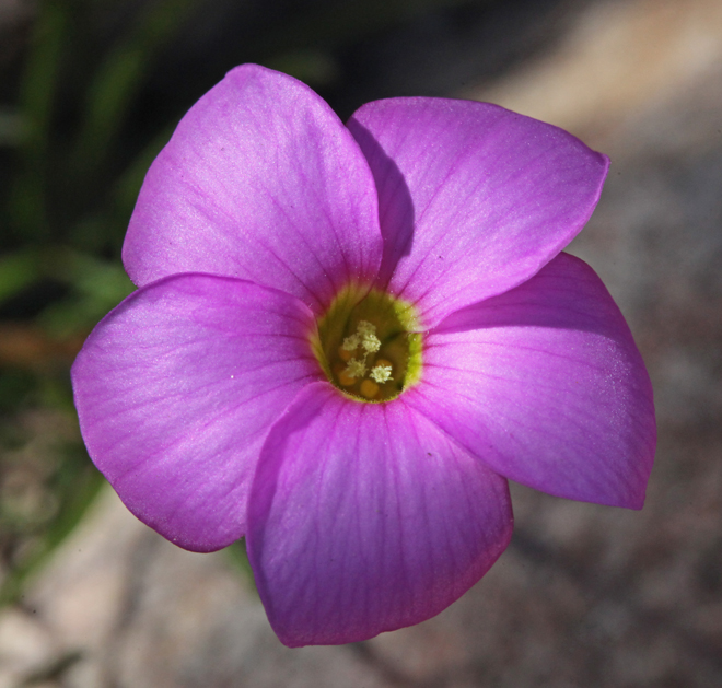 violet flower